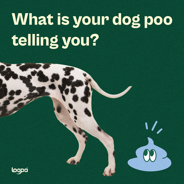 What is your dog poo telling you?