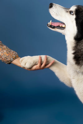 How to Train Your Dog to Let You Touch Their Paws