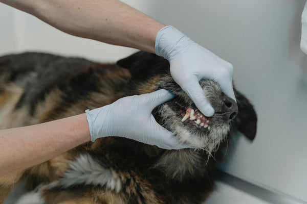 How to Clean Dogs’ Teeth Without Brushing?